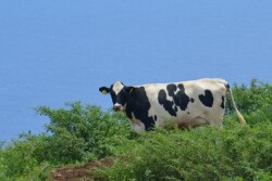 Hawaii_Dairy_Ocean
