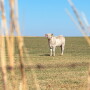Drought cows