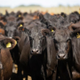 Cows