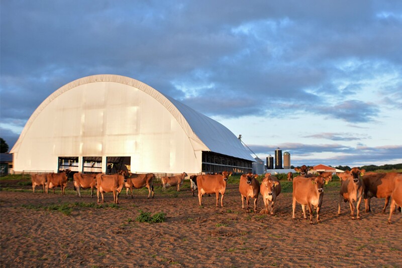 Jersey farm