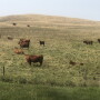 Pasture
