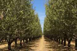 Almonds are a big crop in the U.S. compared to other countries.