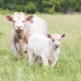 Genetics play a factor in determining birth weight and calf growth.