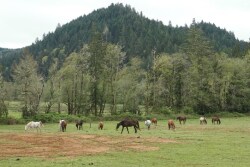 Beyond rendering plants, expensive crematoria and landfills, the options for respectfully burying a 1,000 lb. animal are extremely limited in many areas of the United States.