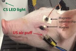 Pig Wired Up