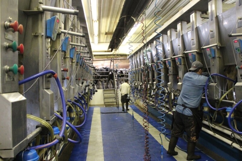 DT Dairy Parlor Milkers_0.JPG