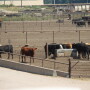 BT_Feedlot_Cattle_Water_Tank