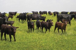 beef-cattle-prices.jpg