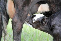 Planning and preparing for the calving season can help to minimize calf loss, increasing the percent calf crop at weaning. 