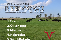 Top 5 Beef Cow States