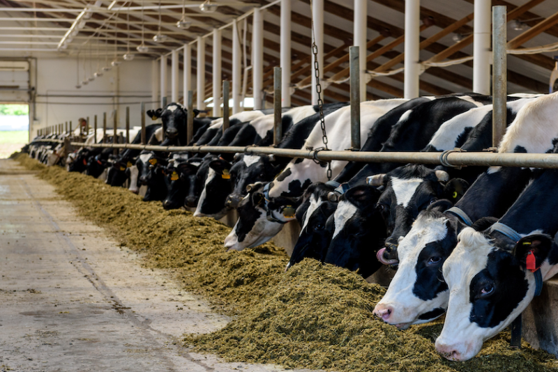 Holstein Feedbunk_AdobeStock