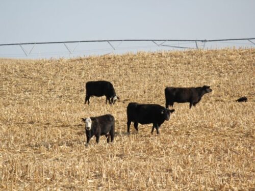 BT_Corn_Stalks_Cows