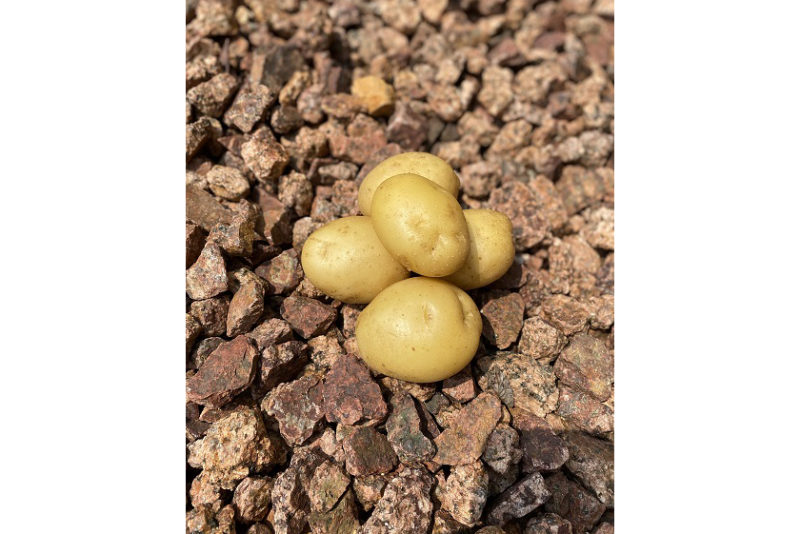 Alsum gold potato