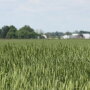 A farm’s brand affects everything from input costs to the ability to acquire farmland and employees, says Brett Oelke, a University of Minnesota Extension agricultural business expert. 