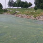 Mostly likely spurred by nitrogen and phosphorus runoff, rainfall and hot temperatures, blue-green algae, naturally present in most pasture water sources, can enter a rapid growth phase and produce toxins that can cause organ damage and death in livestock and humans.