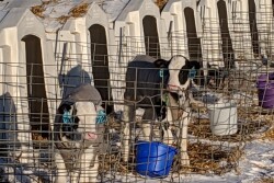 calf jackets