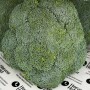 HarvestHoldBroccoli-2.jpg
