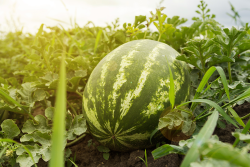 watermelon