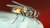 Flies