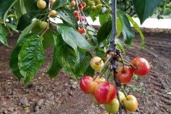 California cherries, like these grown in Sunnyvale, are cracking and splitting because of rain.