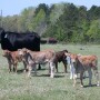 BT SPRING CALVES