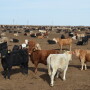 BT_Feedlot_Cattle