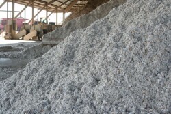 cottonseed_2011_-_Copy