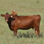 BT_Red_Cow_Calf