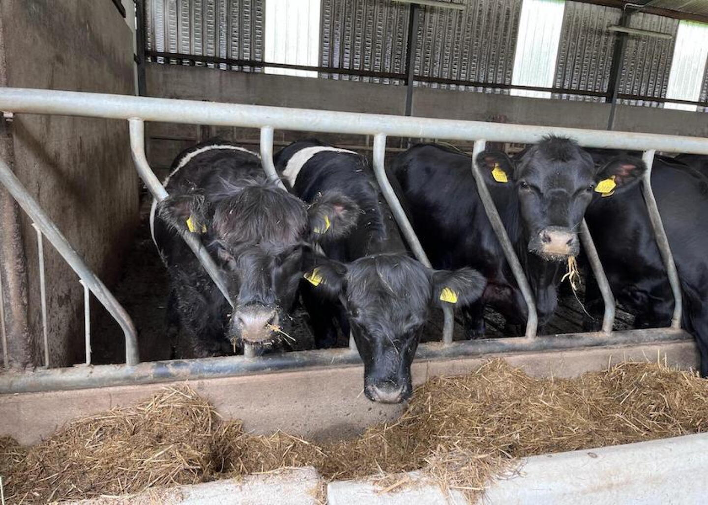 Beef-on-Dairy