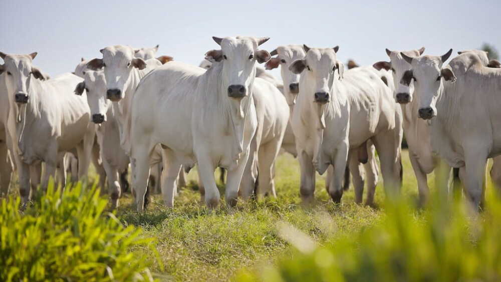 Brazilian Nellore cattle