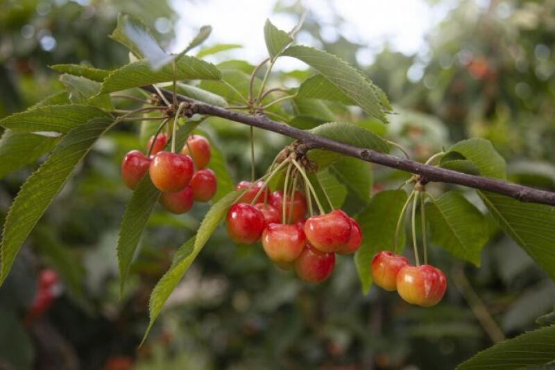  Superfresh Rainier cherries