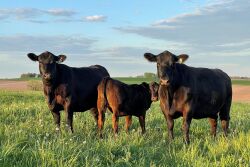 Angus cows