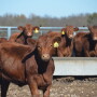 Most "value-added" calf sales requires calves to be weaned 45 days.