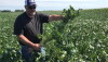 Chip Soybeans.jpg