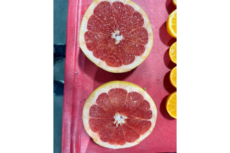 south africa grapefruit