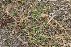 Alfalfa_Weeds