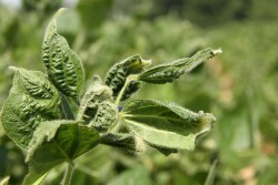 DICAMBA_2