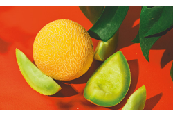 solara melon