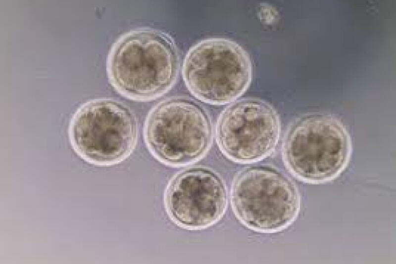 Highly buoyant embryos with long descent times fail to develop at a significantly higher rate compared with the rest of the cohort. 