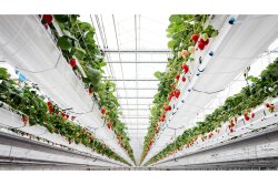 Del Fresco greenhouse