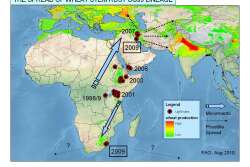 This race of rust disease was first detected in Uganda in 1998, and it has spread throughout Africa and to the Middle East devastating wheat crops.