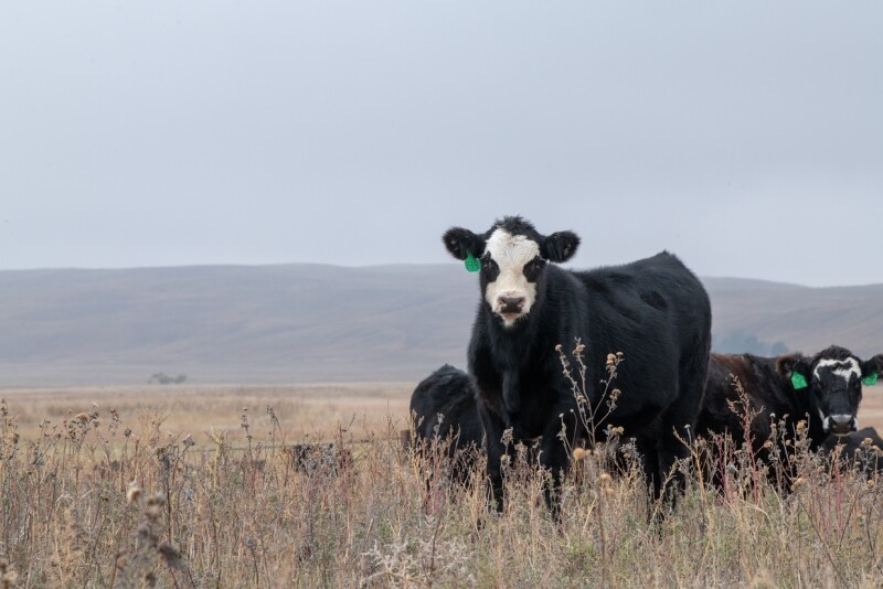 Cow-Calf Troy Walz