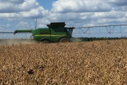Randy Dowdy’s record stand was a bold 4’ tall and whispered at extraordinary yields, with three gravid stalks carrying pods from top to bottom.