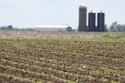corn-field-planted-farm_0.jpg