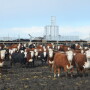 Last fall these JBS Five Rivers' steers at the Kuner Feedlot would have entered the traditional JBS packing plant system. With the Fed Cattle Exchange there is a chance for some JBS Five Rivers cattle to be purchased by competing packers, aiding in price discovery for the beef industry.