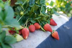 California Giant Berry Farms