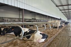 Cow resting in freestalls.