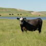 Cow-Troy-Walz-TMW_4460.jpg