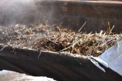Moving compost at pig farm