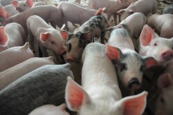 “You’re talking about a 20% gratuity to the Mexico treasury every time you ship hams to Mexico,” Joe Schuele, vice president of communications at the U.S. Meat Export Federation, said by phone. “That’s a pretty big factor.”